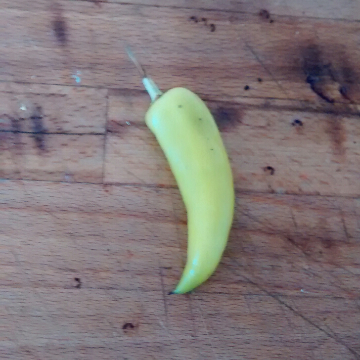 plant image 222606