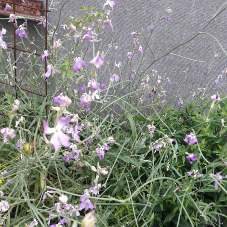 Plant image Matthiola Bicornis