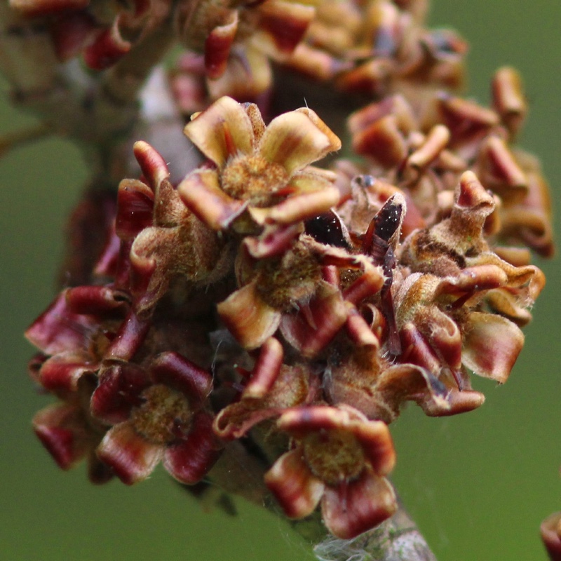 Hamamelis mollis