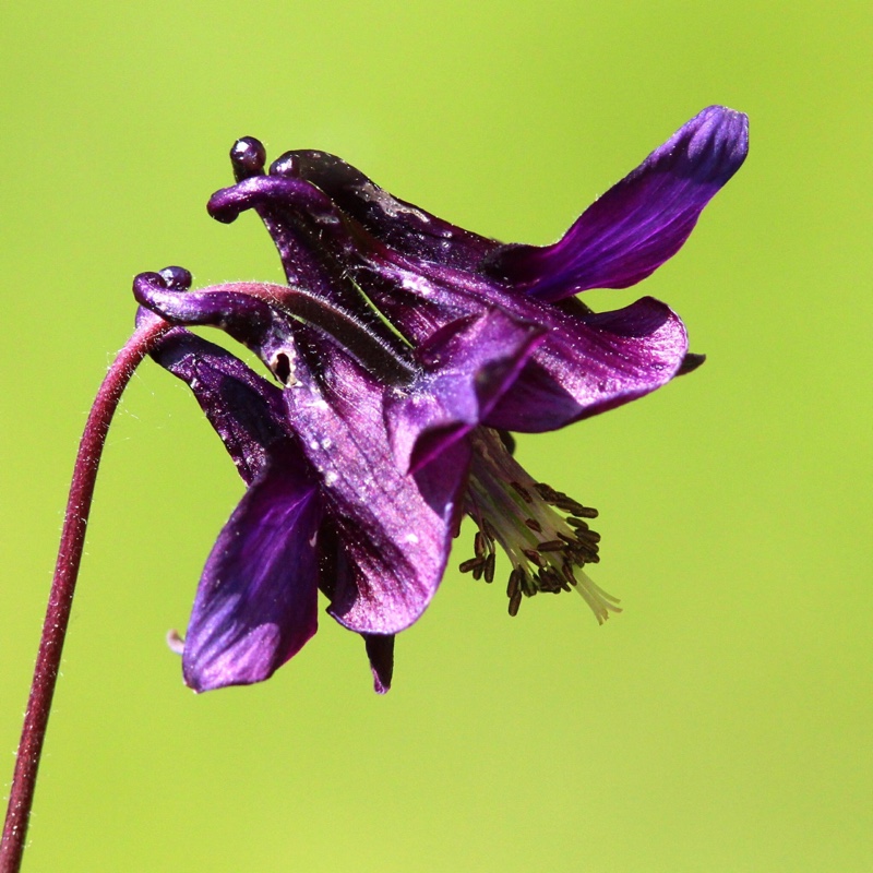 plant image 108610 plant image 108610