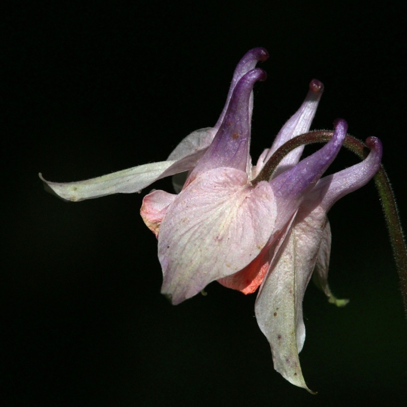 plant image 109569 plant image 109569
