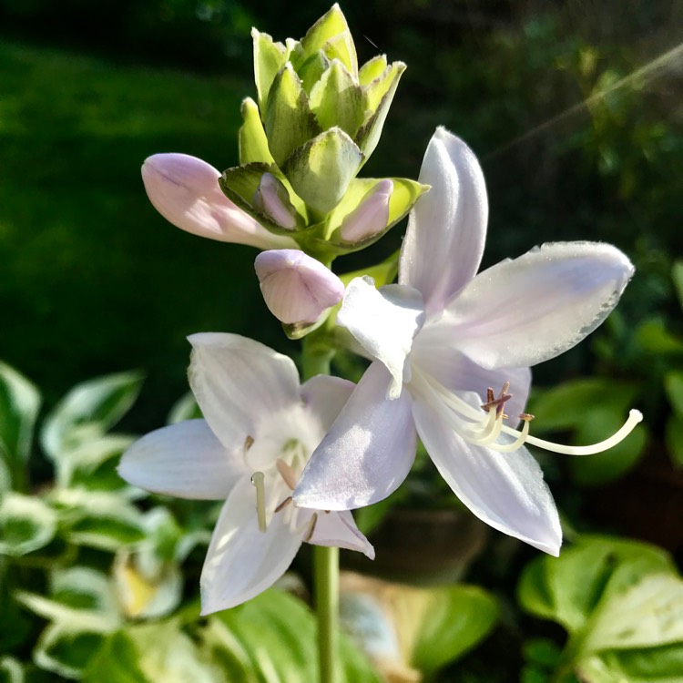 plant image 1165917