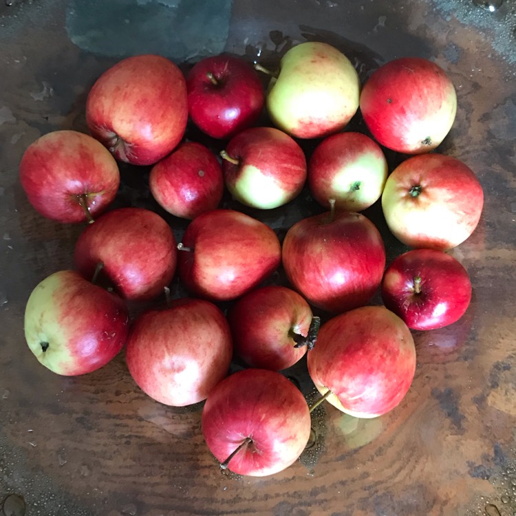 Plant image Malus domestica 'Katja' syn. Malus domestica 'Katy'