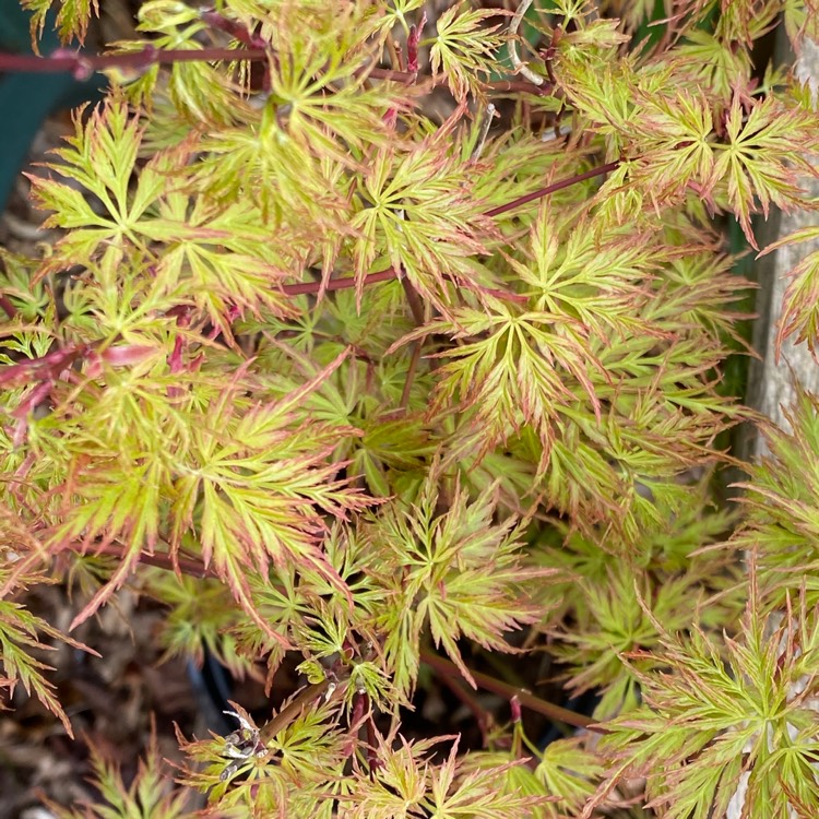 Plant image Acer palmatum 'Seiryu' (Dissectum Group) syn. Acer palmatum var. dissectum 'Seiryu'