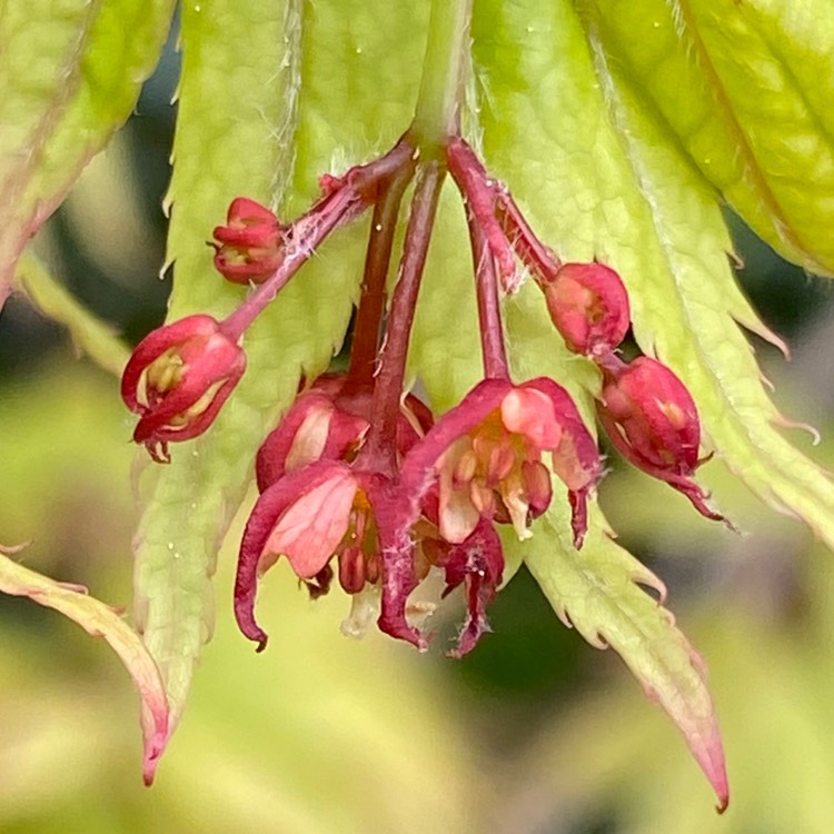 plant image 1274973