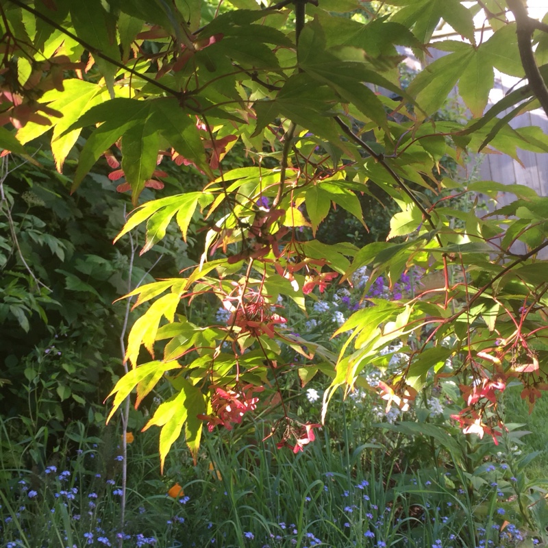 plant image 127712