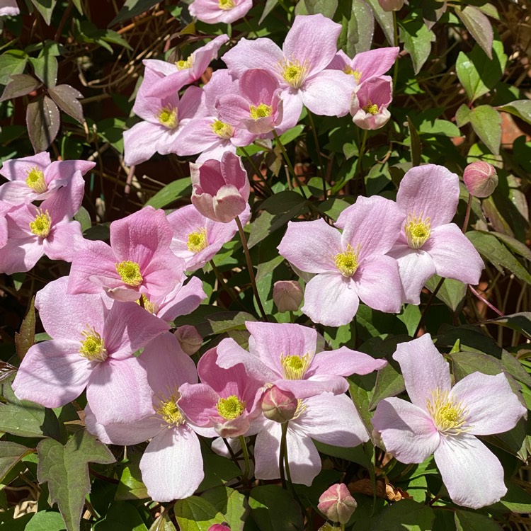 plant image 1278697 plant image 1278697