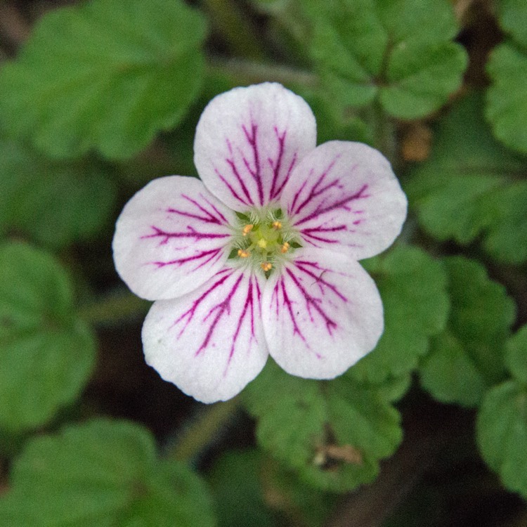 plant image 1282052