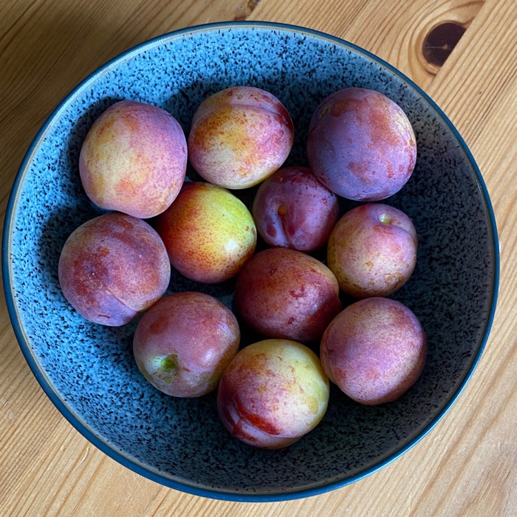 Plant image Prunus Domestica 'Opal'