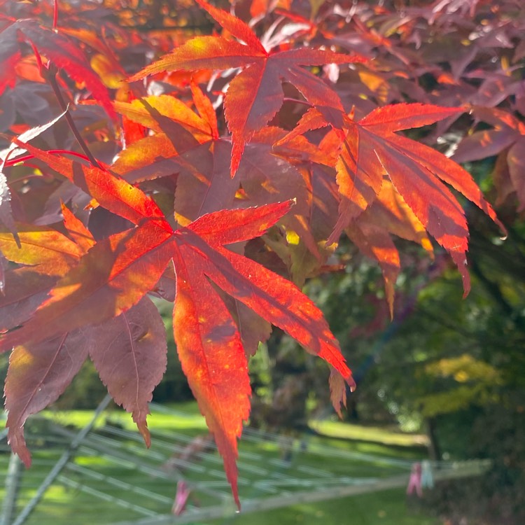 plant image 1406038