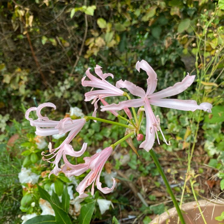 plant image 1409652 plant image 1409652