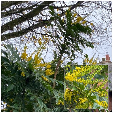 Mahonia