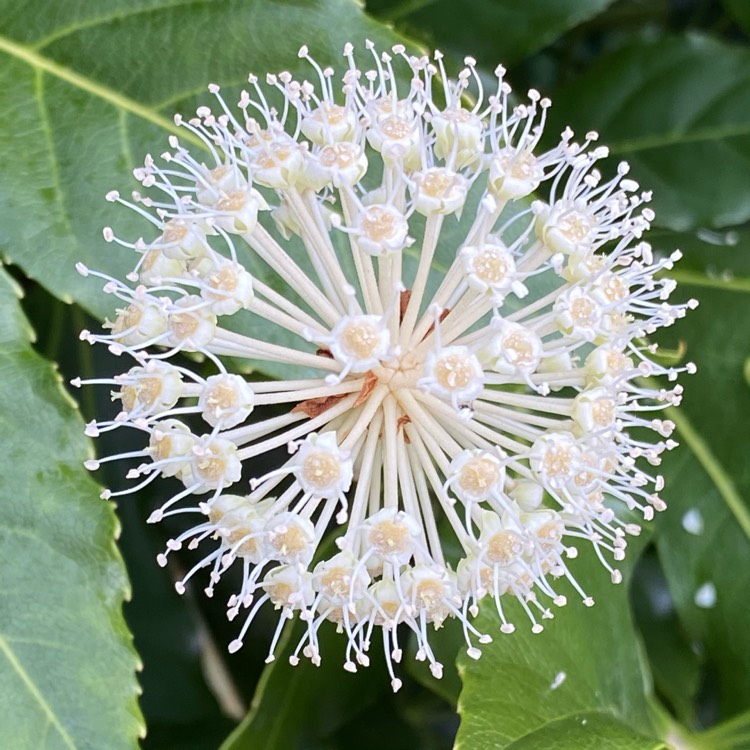 plant image 1417980 plant image 1417980