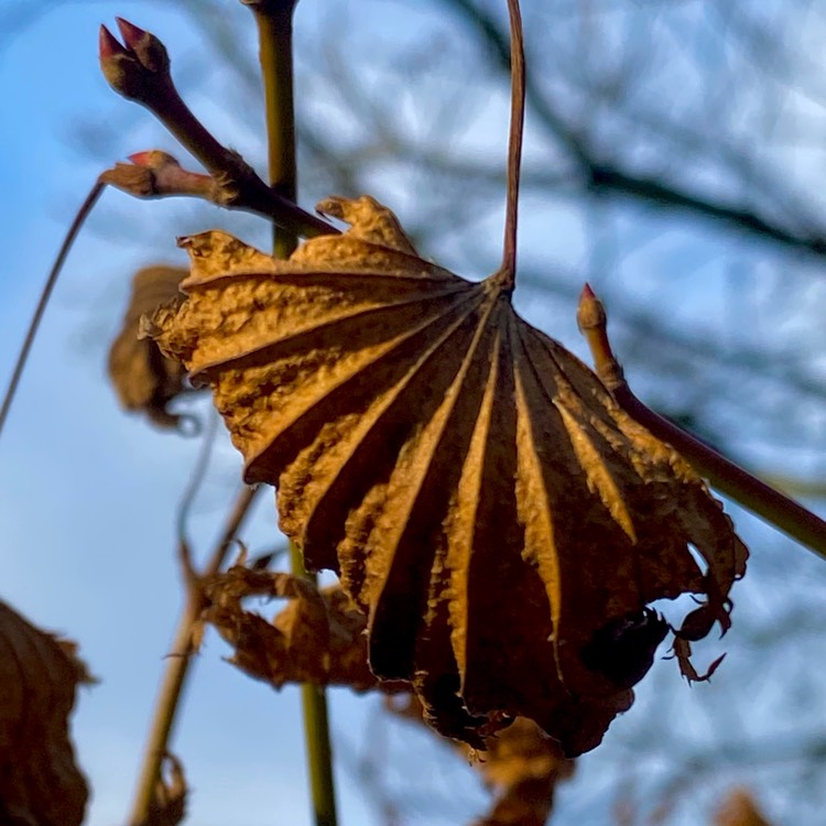 plant image 1421671