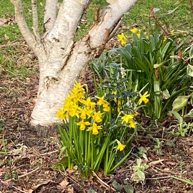 Narcissus