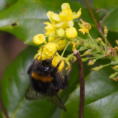 Mahonia