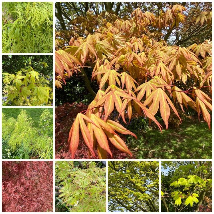 plant image 1477238