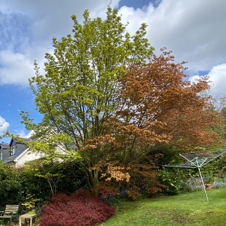 plant image 1477252