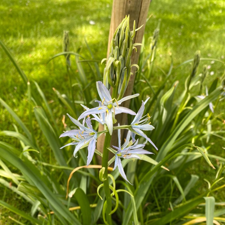 plant image 1480862 plant image 1480862