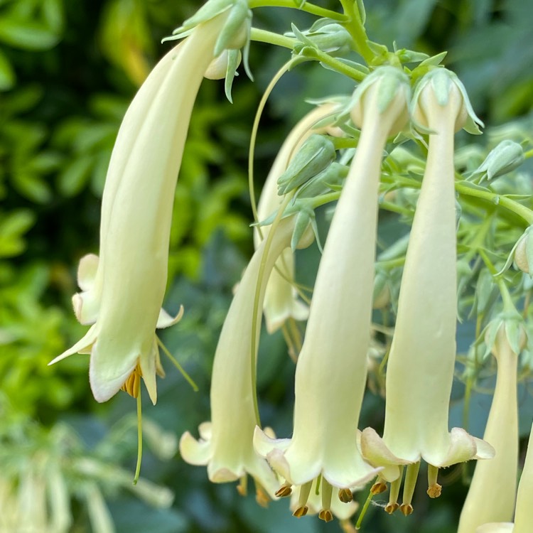 plant image 1511567