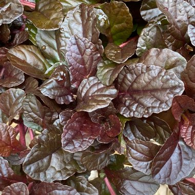 Ajuga reptans
