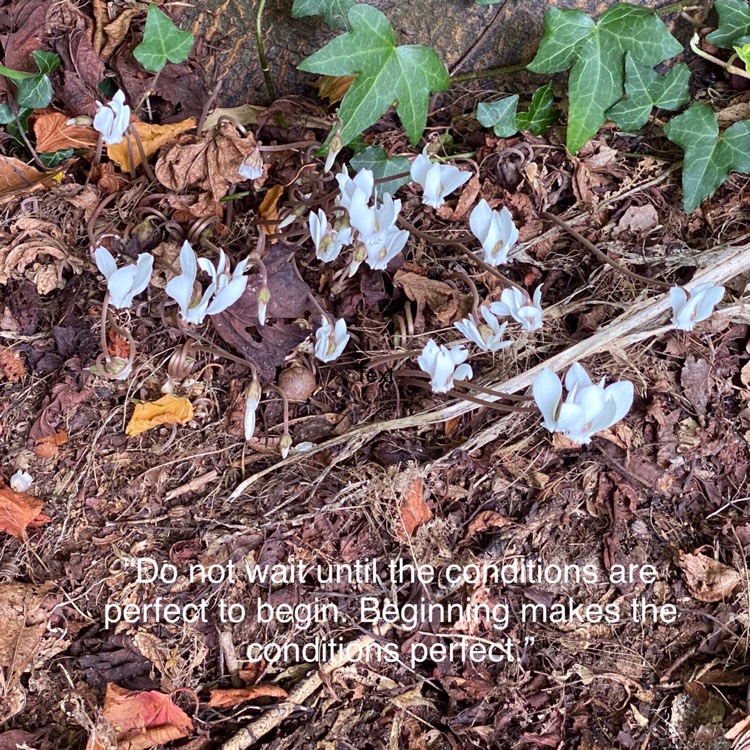 plant image 1527916 plant image 1527916