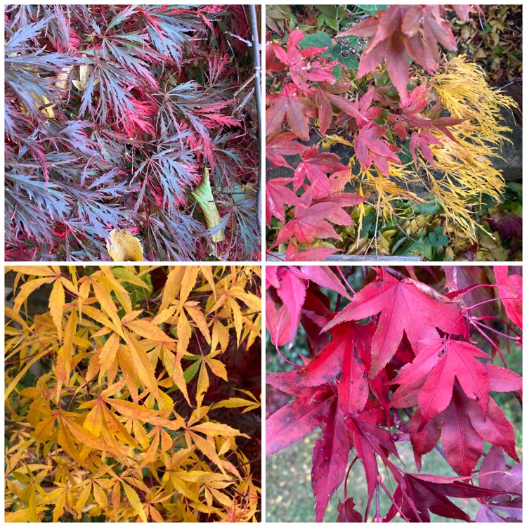 plant image 1543586
