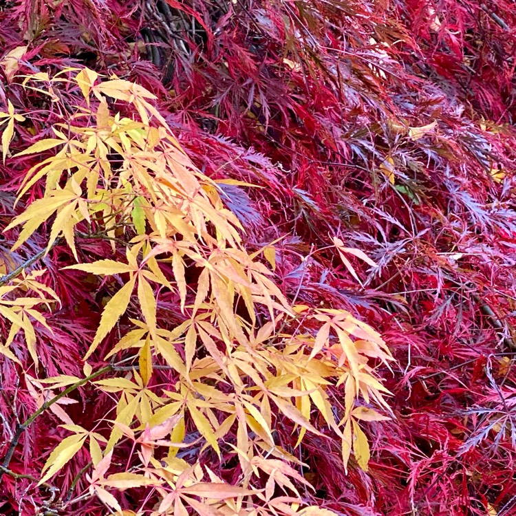 plant image 1544907