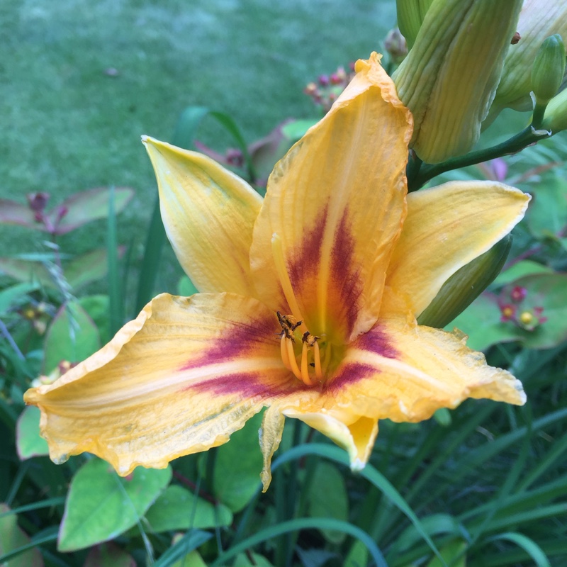 plant image 156348 plant image 156348