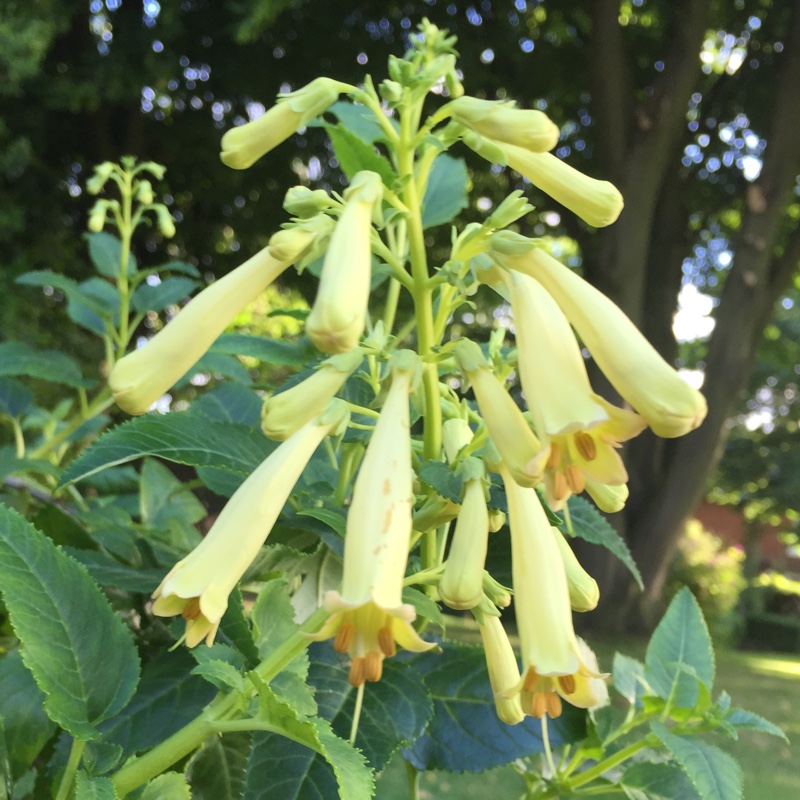 plant image 156478
