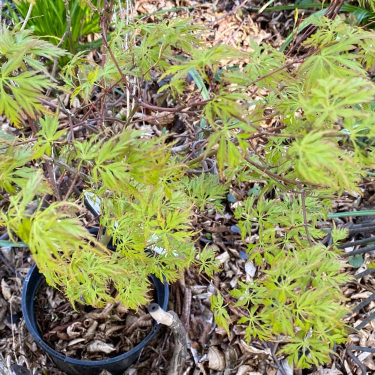 plant image 1573980 plant image 1573980