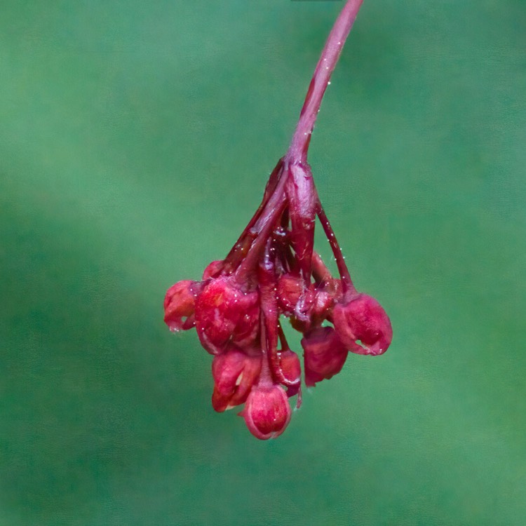 plant image 1577561