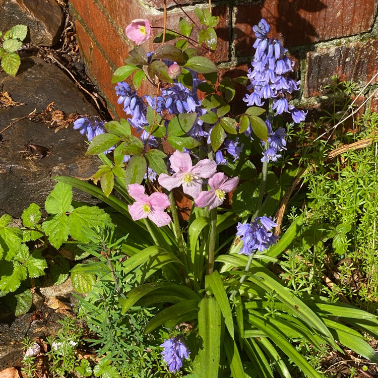 plant image 1583032 plant image 1583032
