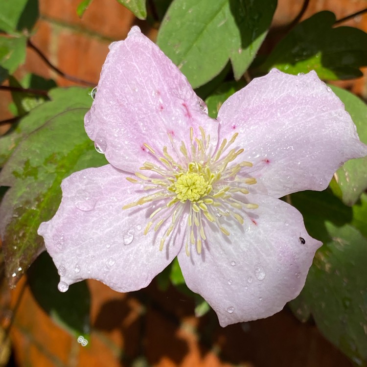 plant image 1583033 plant image 1583033