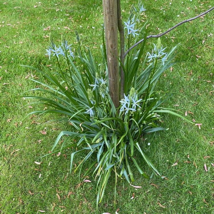 plant image 1583923 plant image 1583923