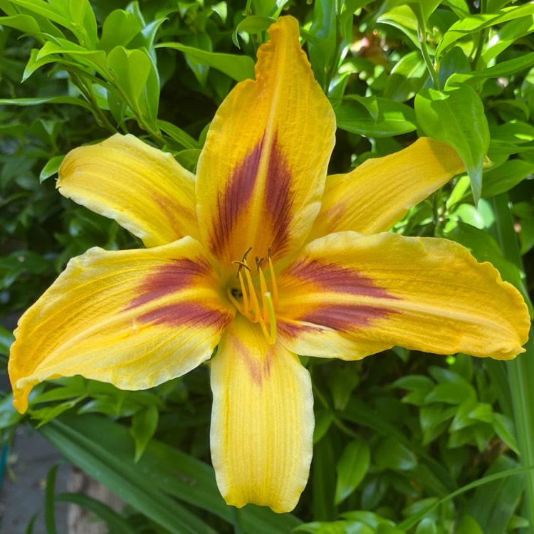 plant image 1608505 plant image 1608505