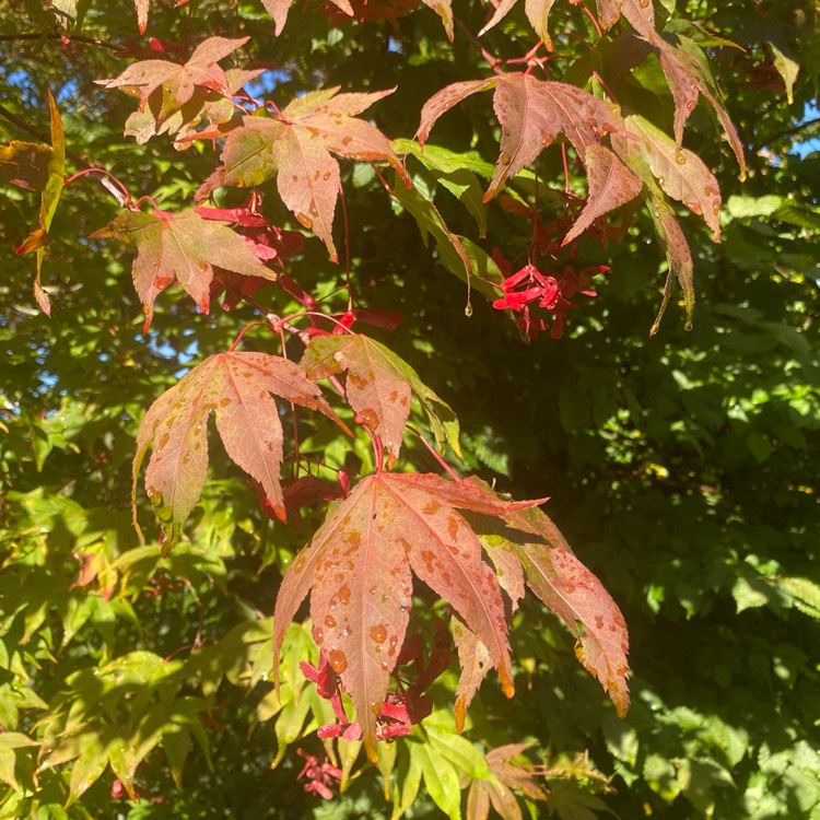 plant image 1628309