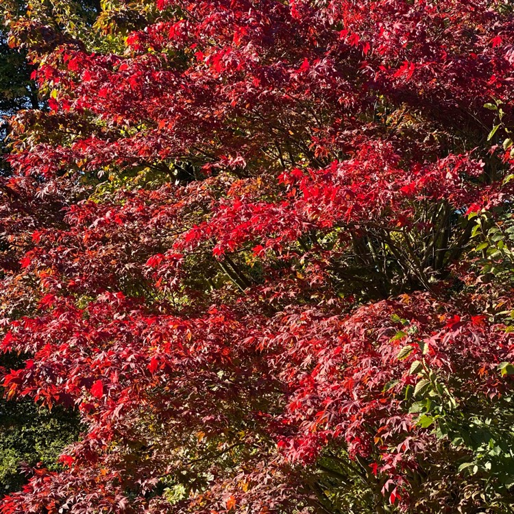 plant image 1632702