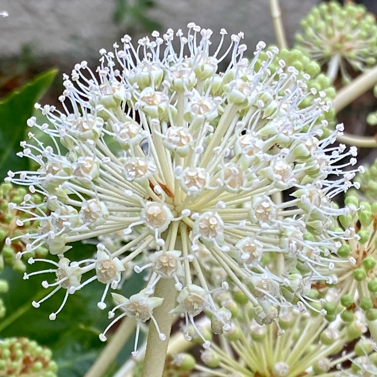 plant image 1637290 plant image 1637290