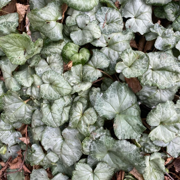 plant image 1648854 plant image 1648854