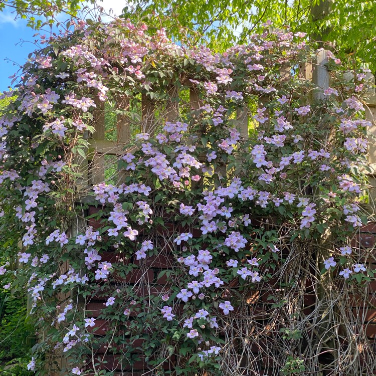 plant image 1663365 plant image 1663365