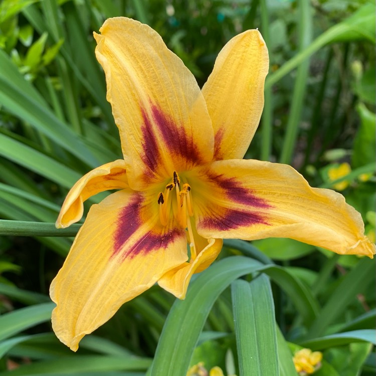 plant image 1676844 plant image 1676844