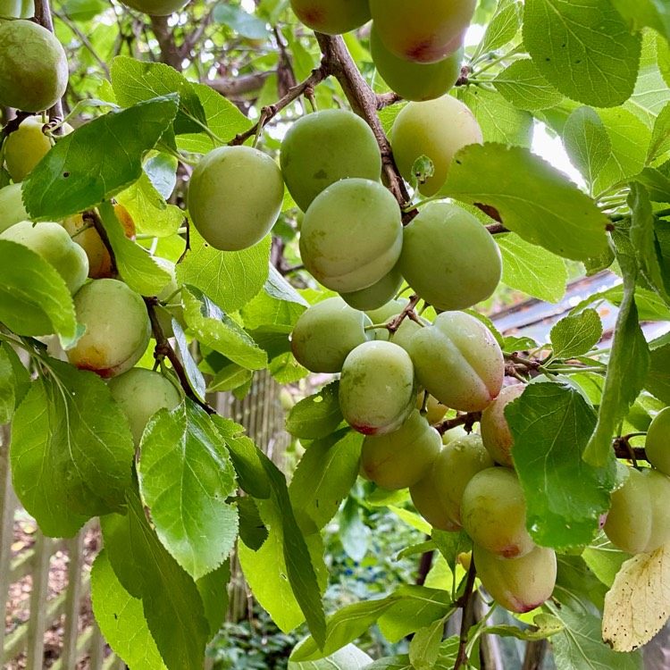 plant image 1681210