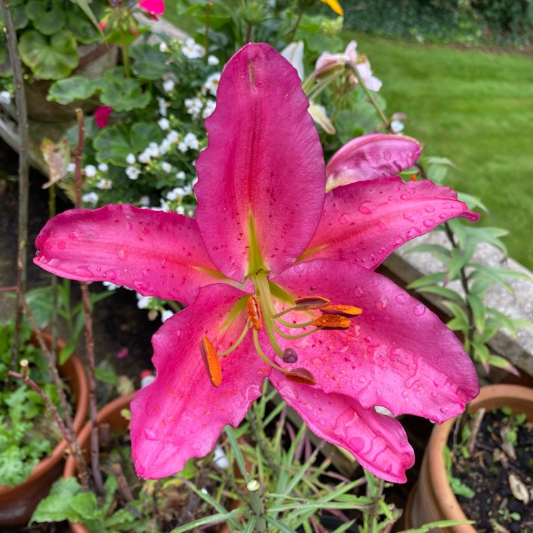 plant image 1681780 plant image 1681780