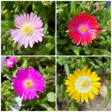 Delosperma Congestum