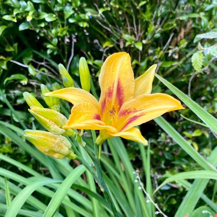 plant image 1718385 plant image 1718385