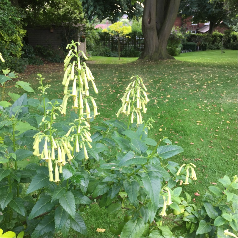 plant image 174685