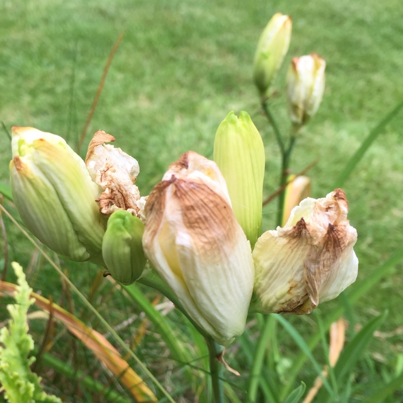 plant image 177303 plant image 177303