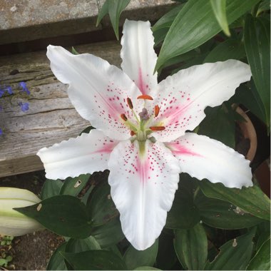 Lilium 'Muscadet'