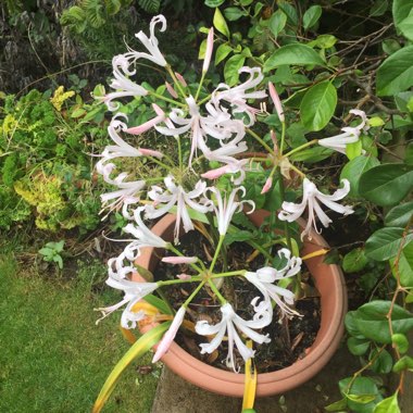 Nerine bowdenii